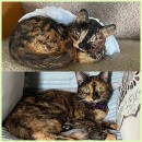 Урны для праха животных Урны для праха животных